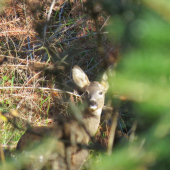 cez spleť konárov...