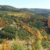 Žlto-oranžovo-zelené...