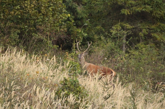 z ruje...