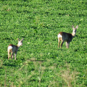 srnčia na jeseň...