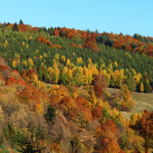 keď maľuje jeseň...