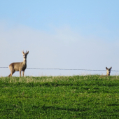 jeden a pol srnca...