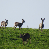 vbehol mi do záberu...