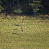 do bezpečia lesa...