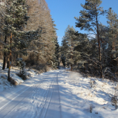 zimná cesta lesom...