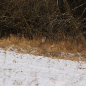 na poludnie pod lesom...