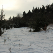 januárové ráno...