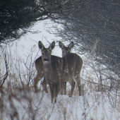 srnčia v zime....