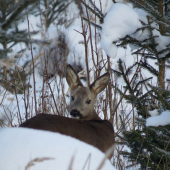 zimné stretnutie...