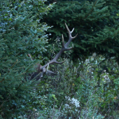 pomaly vychádza z bezpečia lesa...