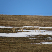 na poslednom snehu...