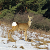 nebojácny srnček...