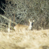poležal som si v tráve...
