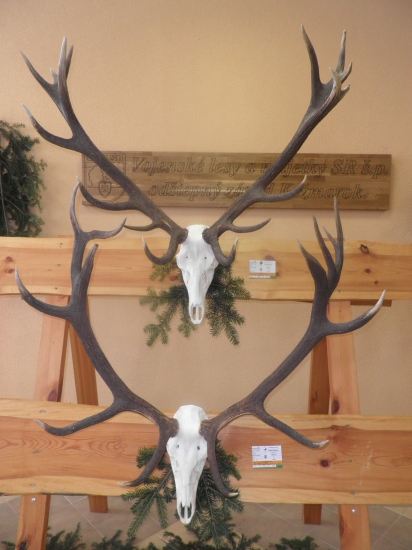 Zlaté jelene z Javoriny...