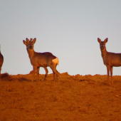pri západe slnka...