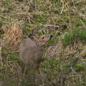 Cítim človečinu...