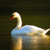 Podvečer na rybníku...