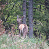 Minuloročné jelenča...