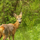 Zachviľu letný strih...