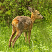 Prezliekanie kabátov...