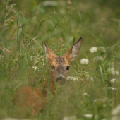Srna v tráve...