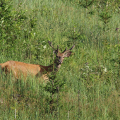 Lykáč na rúbani...