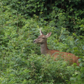 V júlový podvečer...