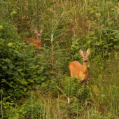 Srna s mladým...