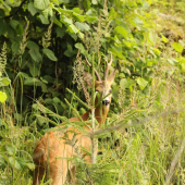 Keď stromčok zavadzia...