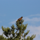 Pri čakaní na srnca...