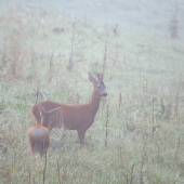 Srnčia v hmle...