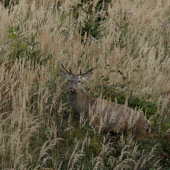 Za šera na rúbani...
