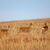 Srnčia na strnisku...