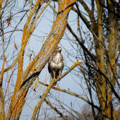Sedím na konári...