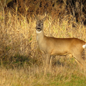 Na večernom slniečku