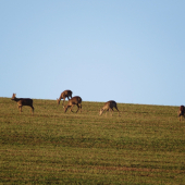 Srnčia na poli...
