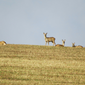 Leháro na slniečku...
