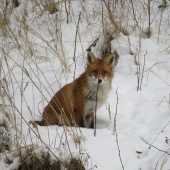 Novoročná líška...