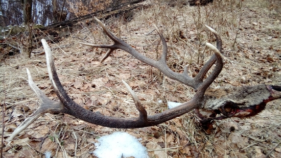 Nedohľadaný 50m od posedu