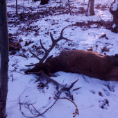 Už leži v bielej perine