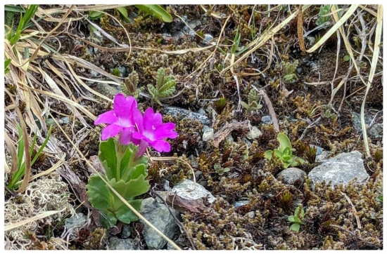 prvosienka pomúčená