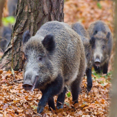 útek do bezpečia...