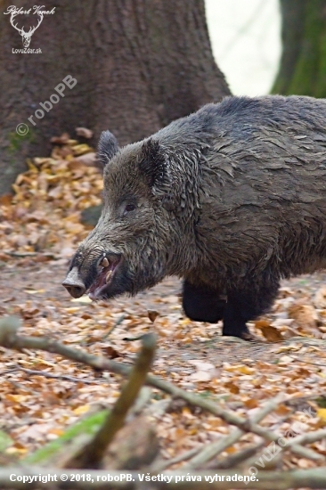 čierny rytier...