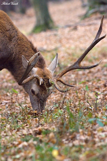 raritka na pár krokov...
