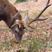 raritka na pár krokov...