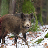 Au, to ho musí bolieť...