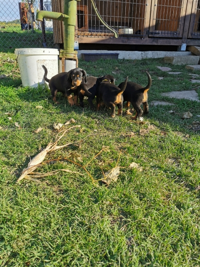 Šteniatka na predaj