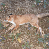 Štvrtý lišiak v tomto roku