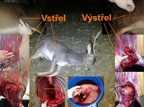 Hornady ELD-X   6,5x55SE