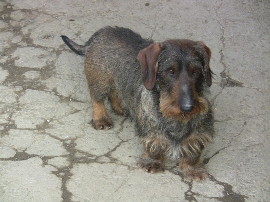 Ares kráľovská perla